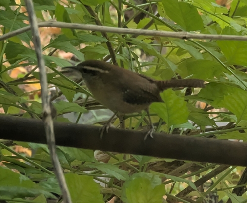 Carolina Wren