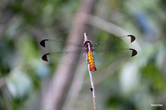Thermorthemis madagascariensis