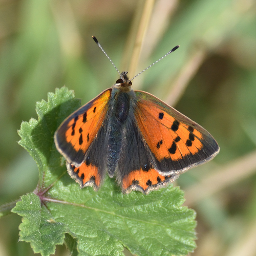 Small Copper