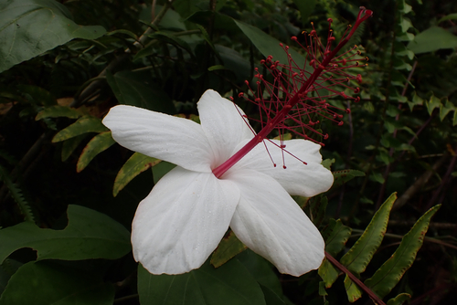 Hibiscus waimeae observed 2026-10-10