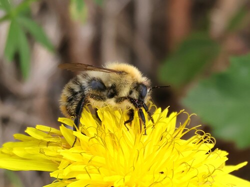 Common Carder Bumble Bee