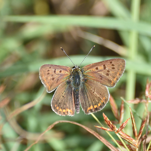 Sooty Copper