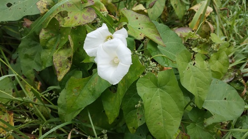 hedge bindweed