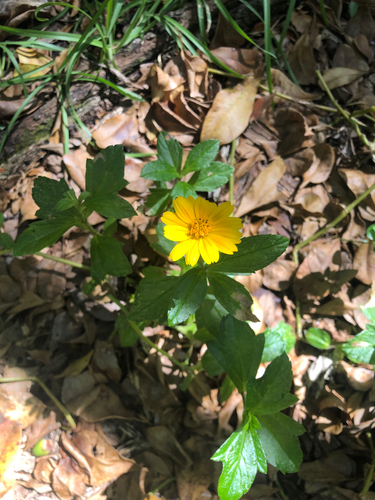 Trailing Daisy, photographed near here