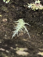 Usnea inermis