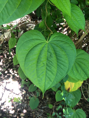 Air potato, photographed near here