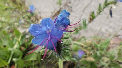 viper's-bugloss