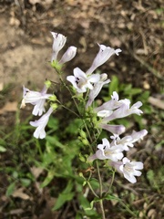 Penstemon arkansanus