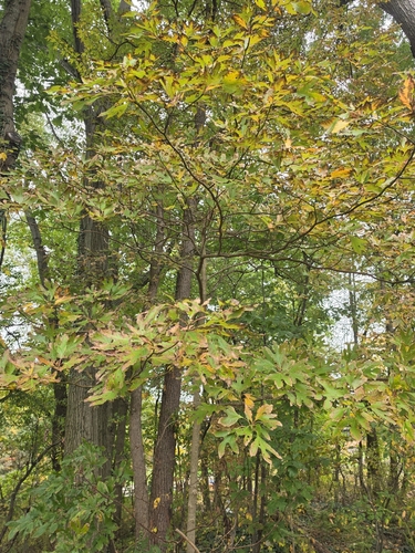 sassafras