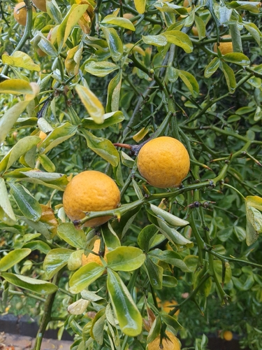 trifoliate orange