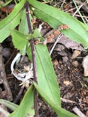 Penstemon arkansanus