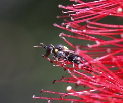 Hylaeus nubilosus