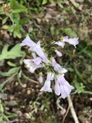 Penstemon arkansanus