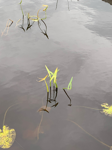 Sagittaria sagittifolia observed 2026-10-11