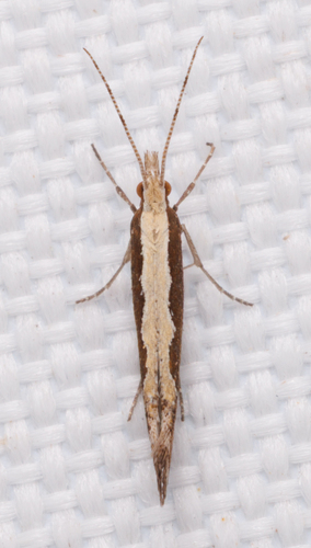 Diamondback Moth