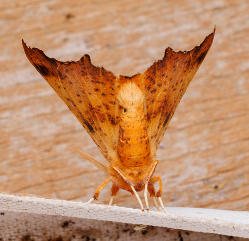Maple Spanworm Moth