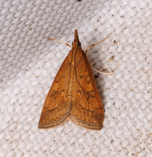 Celery Leaftier Moth