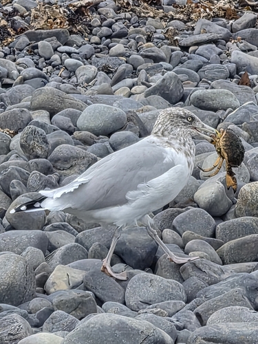 American Herring Gull