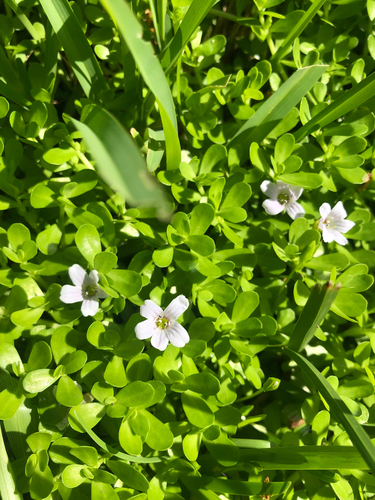 Herb-of-Grace, photographed near here
