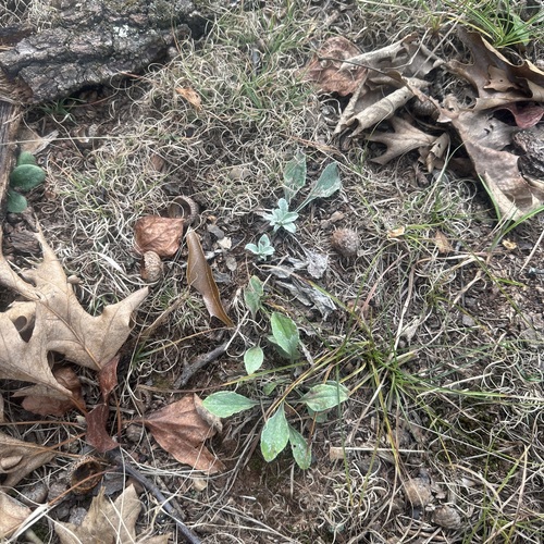 Antennaria plantaginifolia, 2026-10-10
