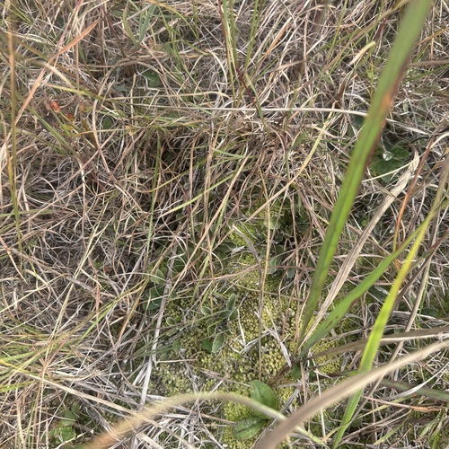 Antennaria plantaginifolia, 2026-10-10