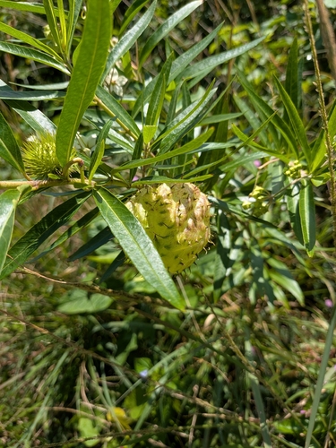Gomphocarpus physocarpus observed 2026-09-30