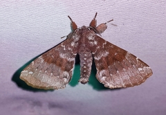 Apatelodes albipunctata