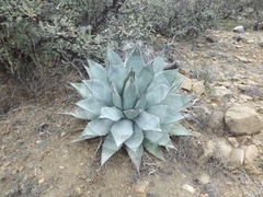 Agave vizcainoensis