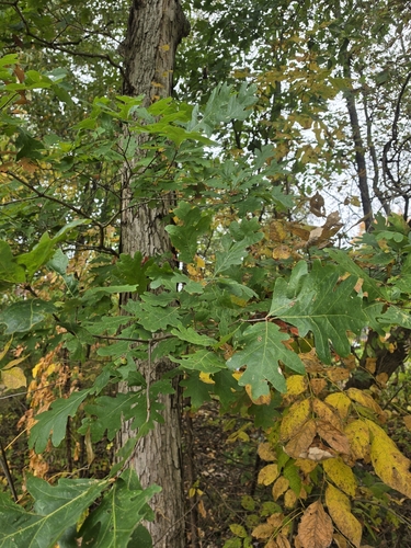 white oak