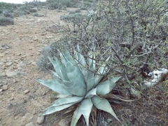 Agave azurea