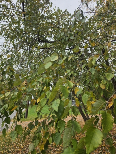 river birch