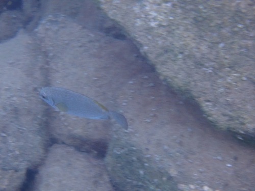 Siganus luridus observed 2026-10-10