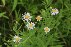 Aster pekinensis