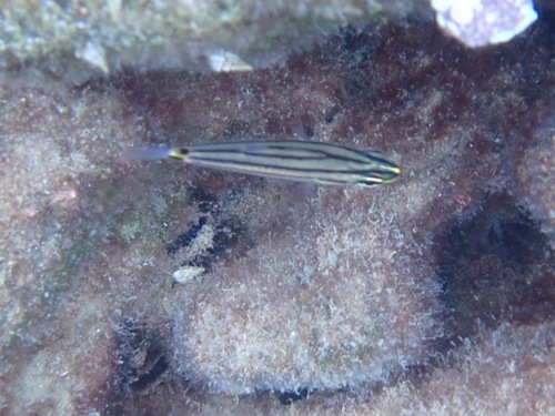Cheilodipterus novemstriatus observed 2026-10-10