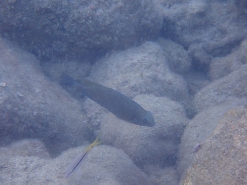 Siganus luridus observed 2026-10-10