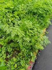 Anthriscus sylvestris