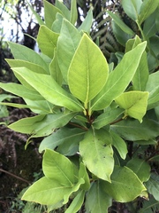 Wikstroemia oahuensis
