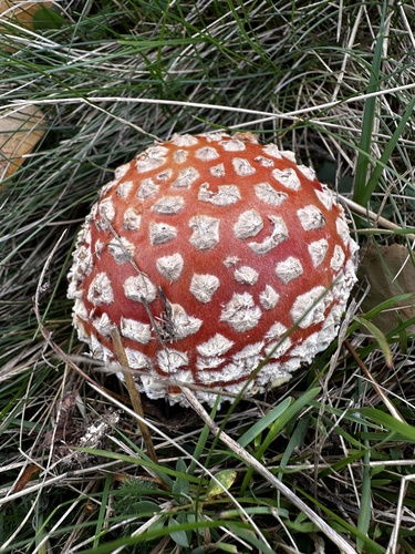 Fly Agaric