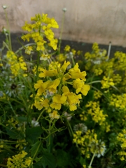 Barbarea vulgaris
