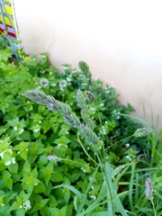 Dactylis glomerata