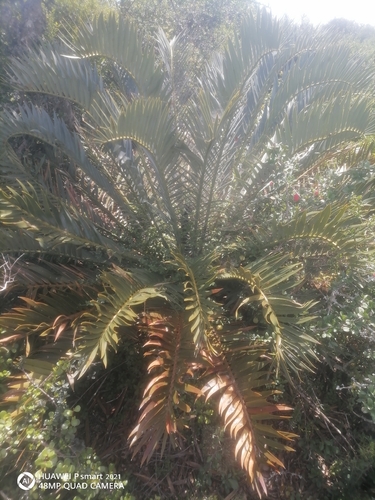 Bushman's River cycad (Encephalartos trispinosus)