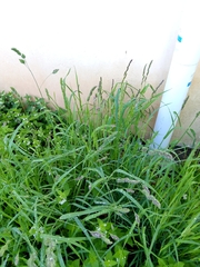 Dactylis glomerata