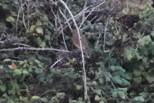 Song Thrush