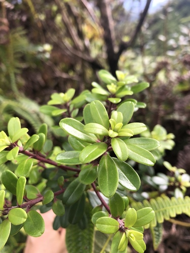 Myrsine sandwicensis