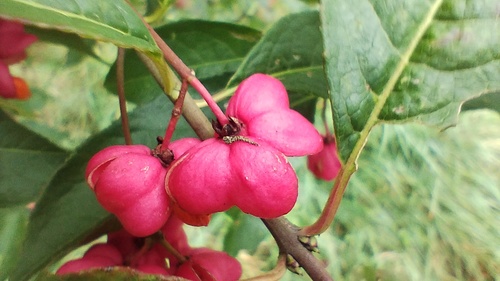 Spindle