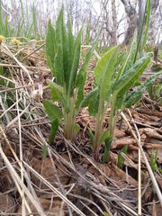 Saussurea pseudotilesii