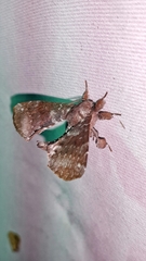 Apatelodes albipunctata