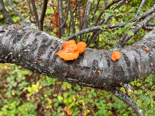 Unknown Species
