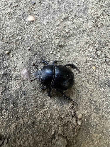 Woodland Dor Beetle
