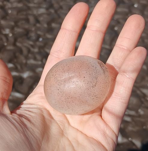 Adelomelon brasiliana, 2026-09-13